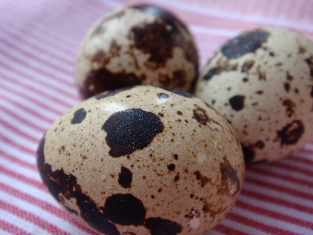 Speckled Quail Eggs Boston Food & Whine
