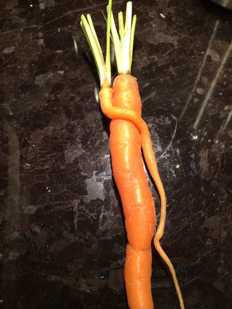 Mamma and baby carrot
